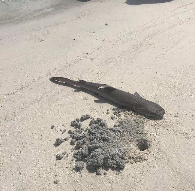 Фото с Сейшел от участников (13.03.2017) Фото с Сейшел от участников (13.03.2017)