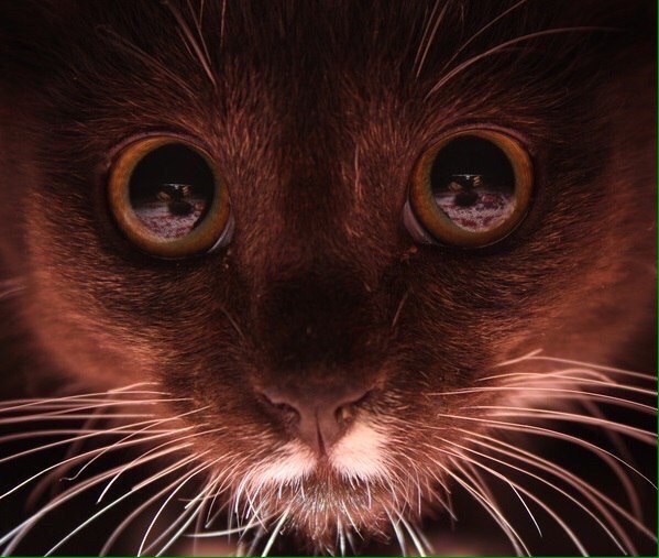 Мнение: Богомолова останется без носа Мнение: Богомолова останется без носа