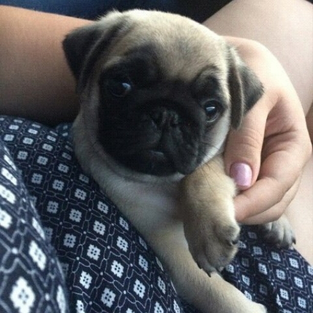 Александра Черно: Моя мечта сбылась! Александра Черно: Моя мечта сбылась!