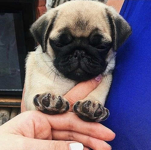 Александра Черно избавилась от собаки Александра Черно избавилась от собаки