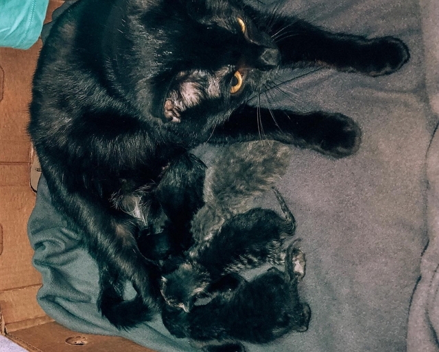 Милена Безбородова: Ни звука, ни пука и пять котят Милена Безбородова: Ни звука, ни пука и пять котят