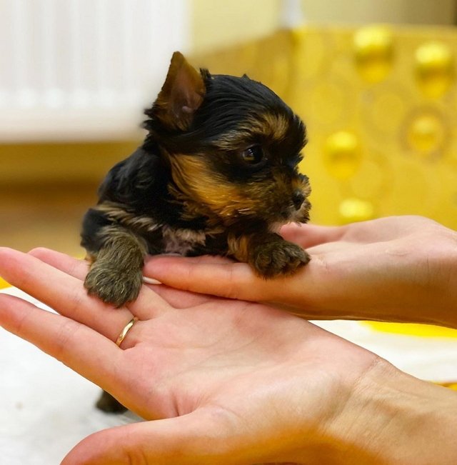 Блог Редакции: В семье Яббаровых пополнение Блог Редакции: В семье Яббаровых пополнение