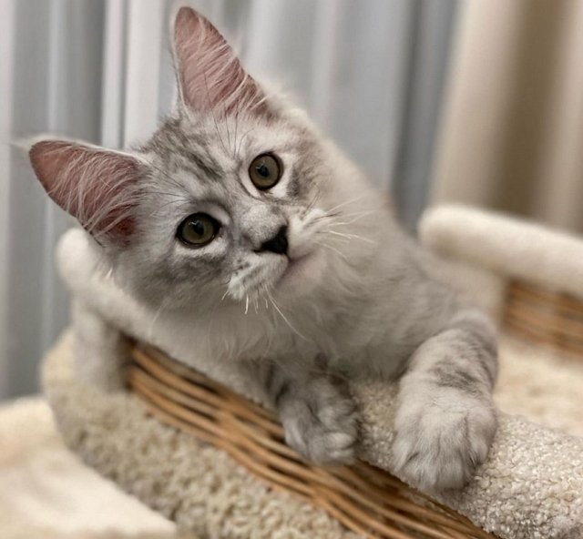 ������ ��������: ��� ����������� �������!