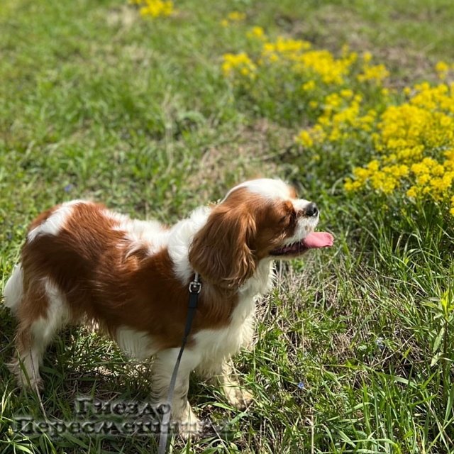 ������ ��������: ���� ������, ������ ��������, ������ ��������