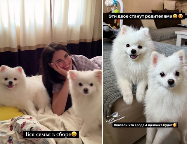 Ирина Пинчук рассказала о грядущем пополнении в семействе своих собак
