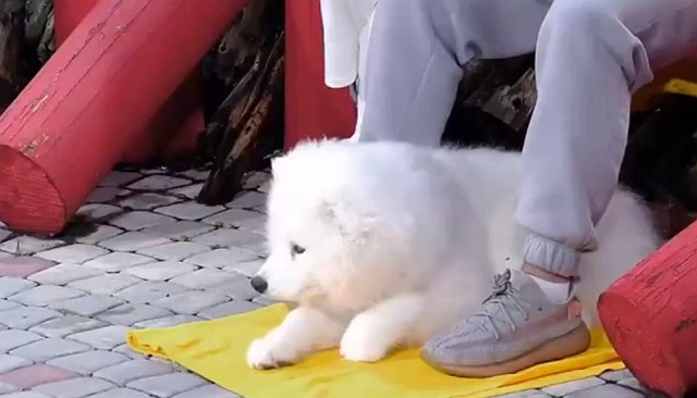 Зрители считают, что Барзиков «продался» за подарки от Бухынбалтэ Зрители считают, что Барзиков «продался» за подарки от Бухынбалтэ