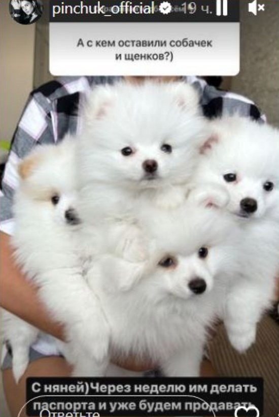 Пинчук придётся вернуться в Россию из-за собак и ремонта? Пинчук придётся вернуться в Россию из-за собак и ремонта?
