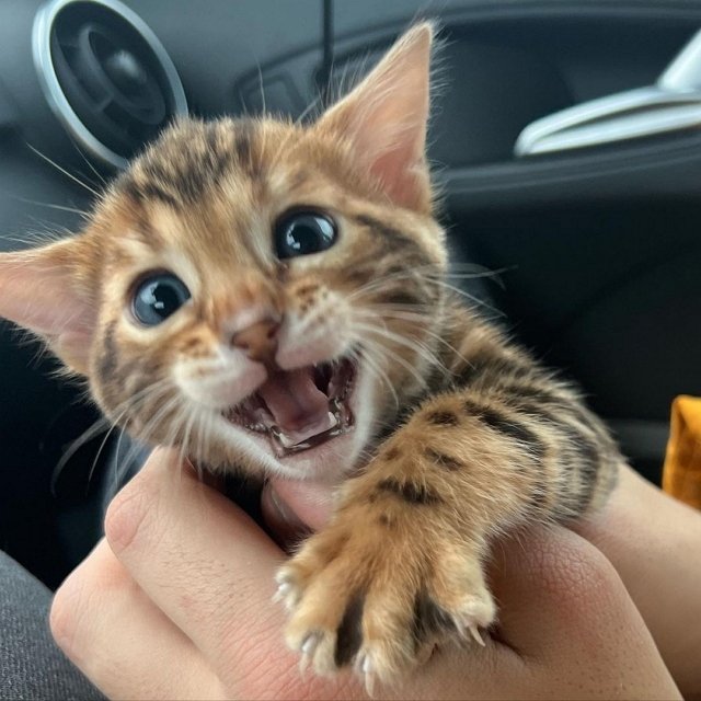 ������� ��������: � ��� ����������!