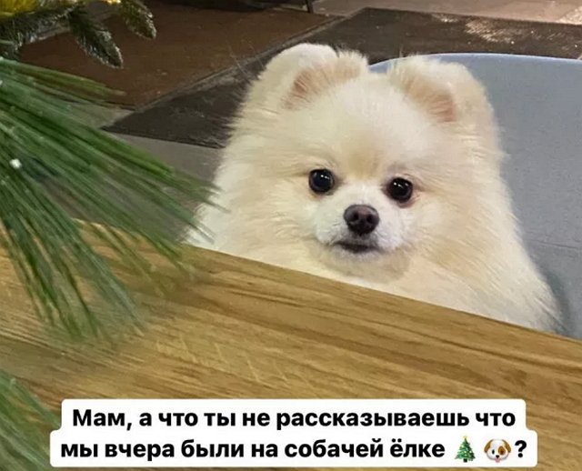 Анита Стрелкова пояснила, почему отдала собаку подруге
