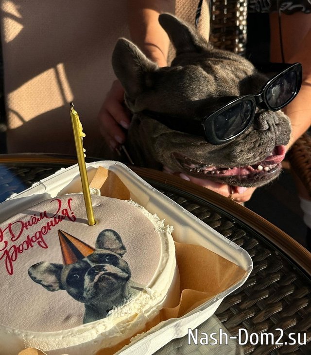 Марину Африкантову осудили за праздник, который она устроила для собаки Марину Африкантову осудили за праздник, который она устроила для собаки