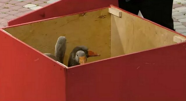 Рахимова считает Адеева лицемером из-за спасения гусыни Рахимова считает Адеева лицемером из-за спасения гусыни