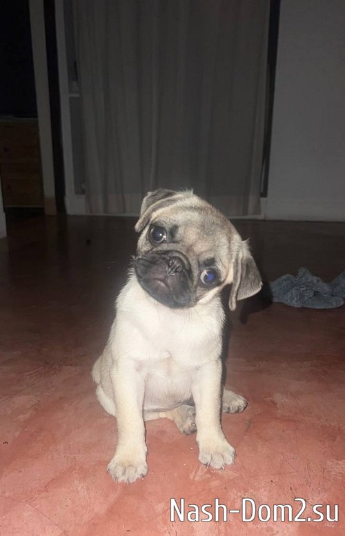 Елизавета Полыгалова: Билет для Бони - около 10 тысяч Елизавета Полыгалова: Билет для Бони - около 10 тысяч