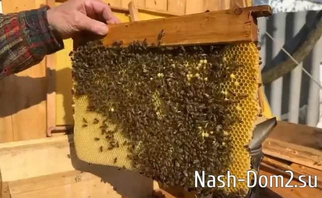 ���������� ��������� ������������