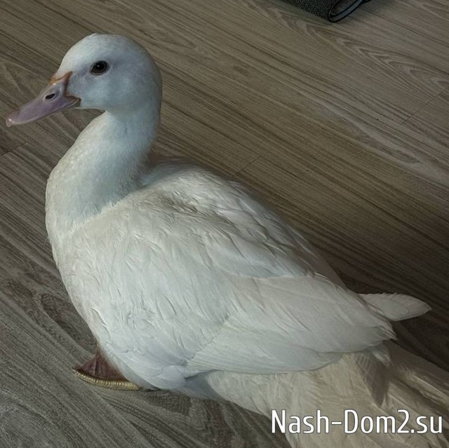 ��������� ��������� ��������� �������� �� ���-2 ����