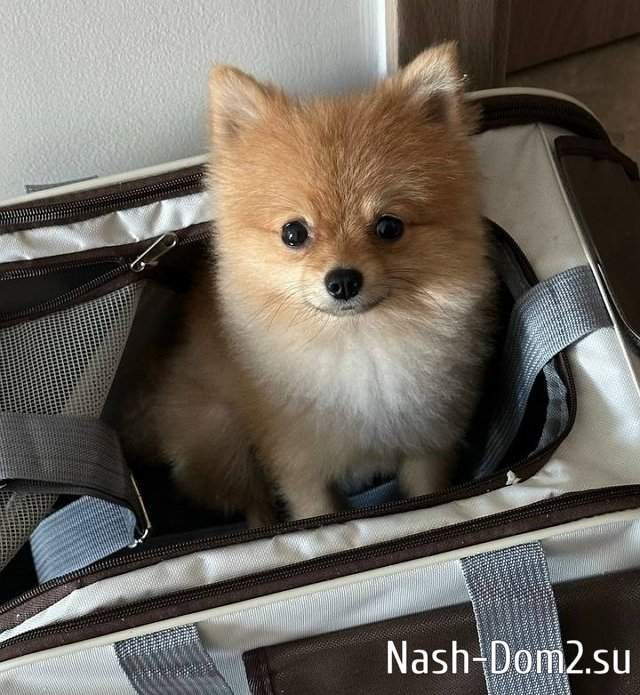 ������� ��������: ����� ��� ����� ���������