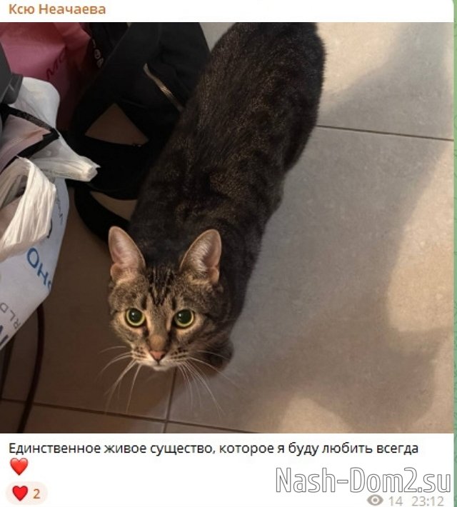 Ксения Нечаева: Конец маленькой истории Ксения Нечаева: Конец маленькой истории