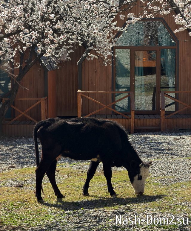 Ирина Пингвинова: Мама, я в Дагестане! Ирина Пингвинова: Мама, я в Дагестане!