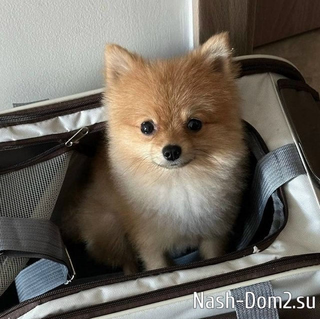 ������� � ������ �������� ���������� �� ��� � �������?